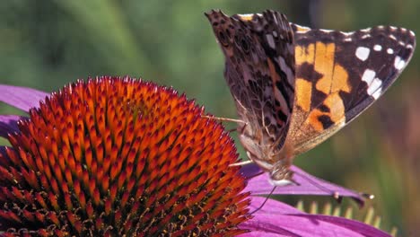 un primerísimo plano macro de una pequeña mariposa naranja de concha sentada sobre una flor cónica púrpura y recogiendo néctar