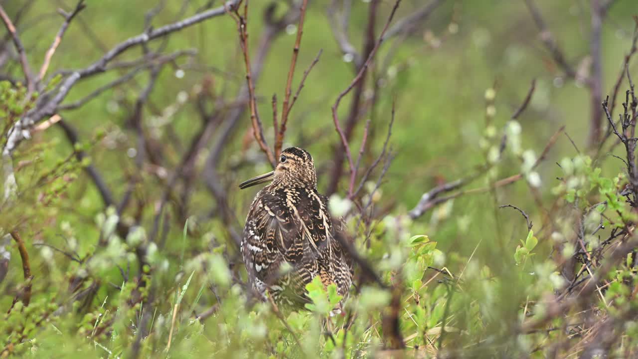 Great Snipe surveys surroundings in short grass during mating season, slowly turns to camera.