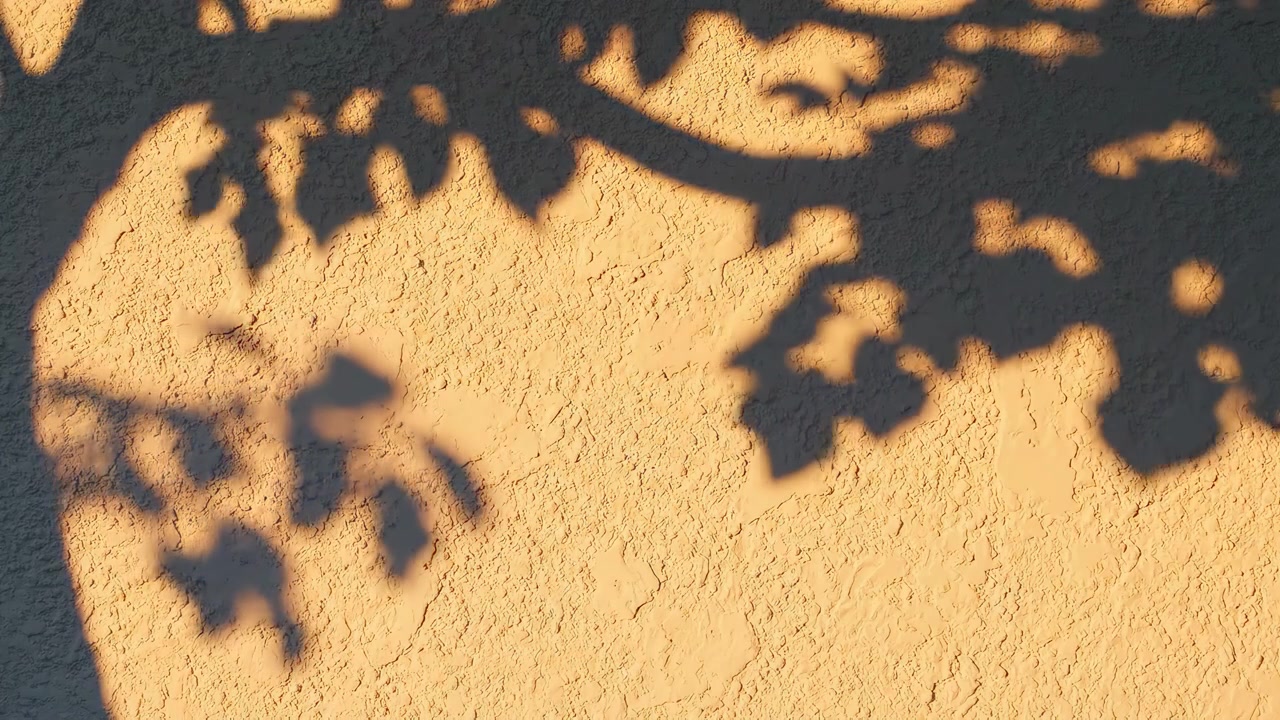 Shadow of Tree Leaves Swaying on Textured Wall