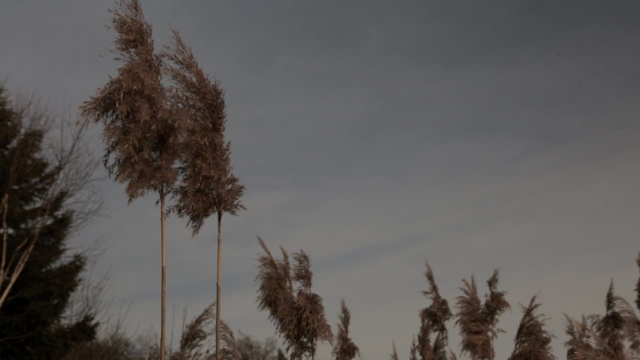 고양이 꼬리 식물의 꼭대기와 그 씨앗
