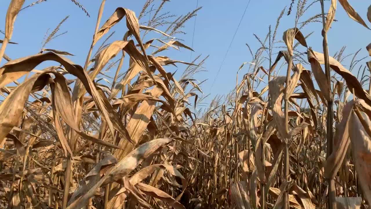 Corn plants in a field blowing in the wind in slow motion