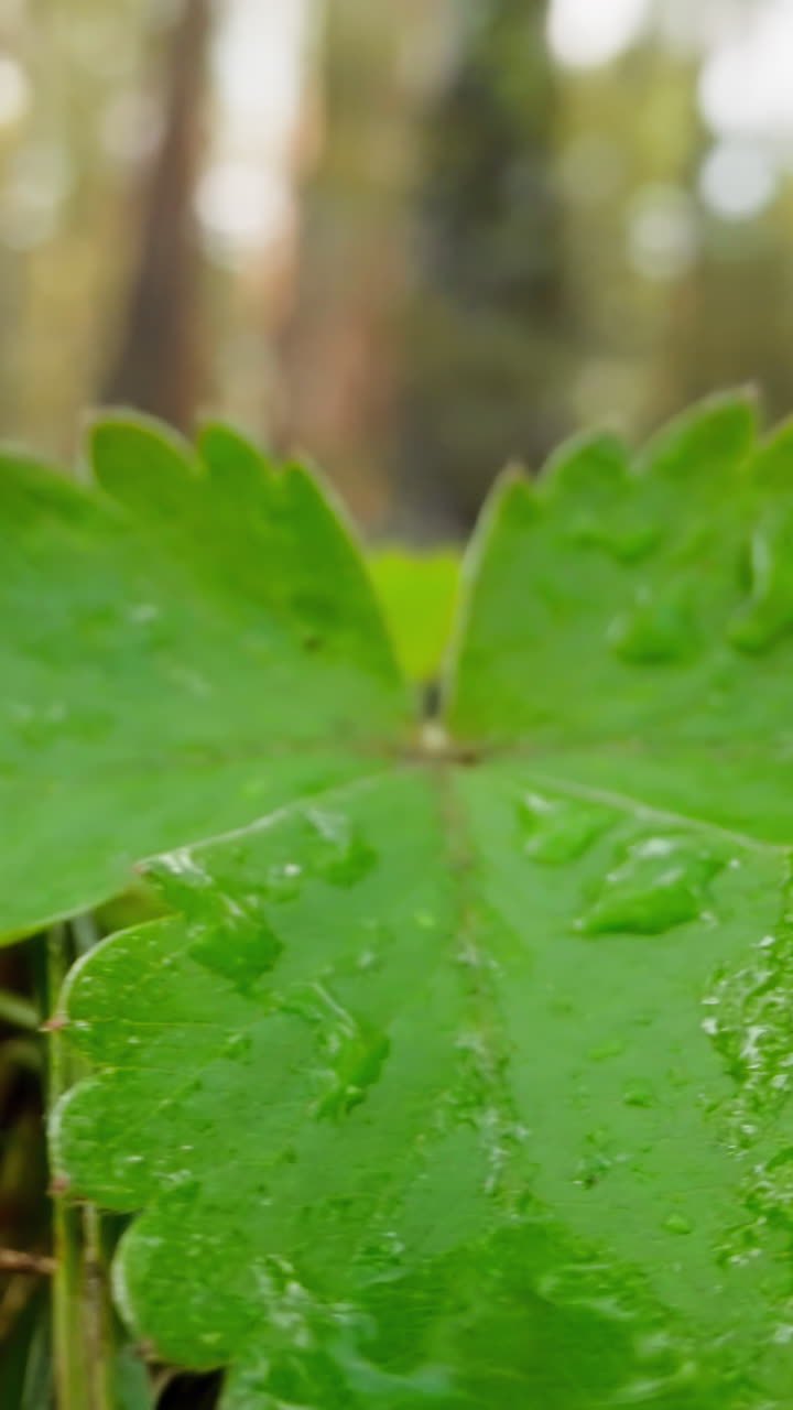 Strawberry bush with water drops on leaves grows at edge of forest. Green plant at dawn. Dew on vegetation on summer morning macro on blurred background
