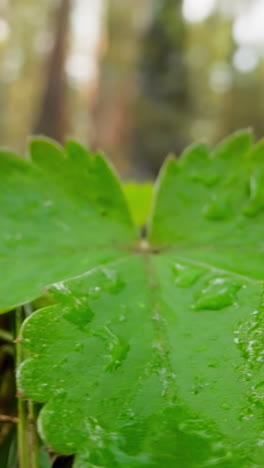 strawberry bush with water drops on leaves grows at edge of forest. green plant at dawn. dew on vegetation on summer morning macro on blurred background