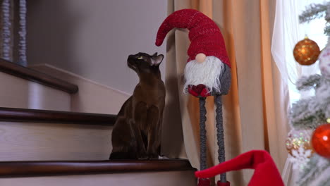 Adorable black kitty with wide-open yellow eyes is on the stairs. Shiny cat sitting next to a toy decorative gnome and Christmas tree.
