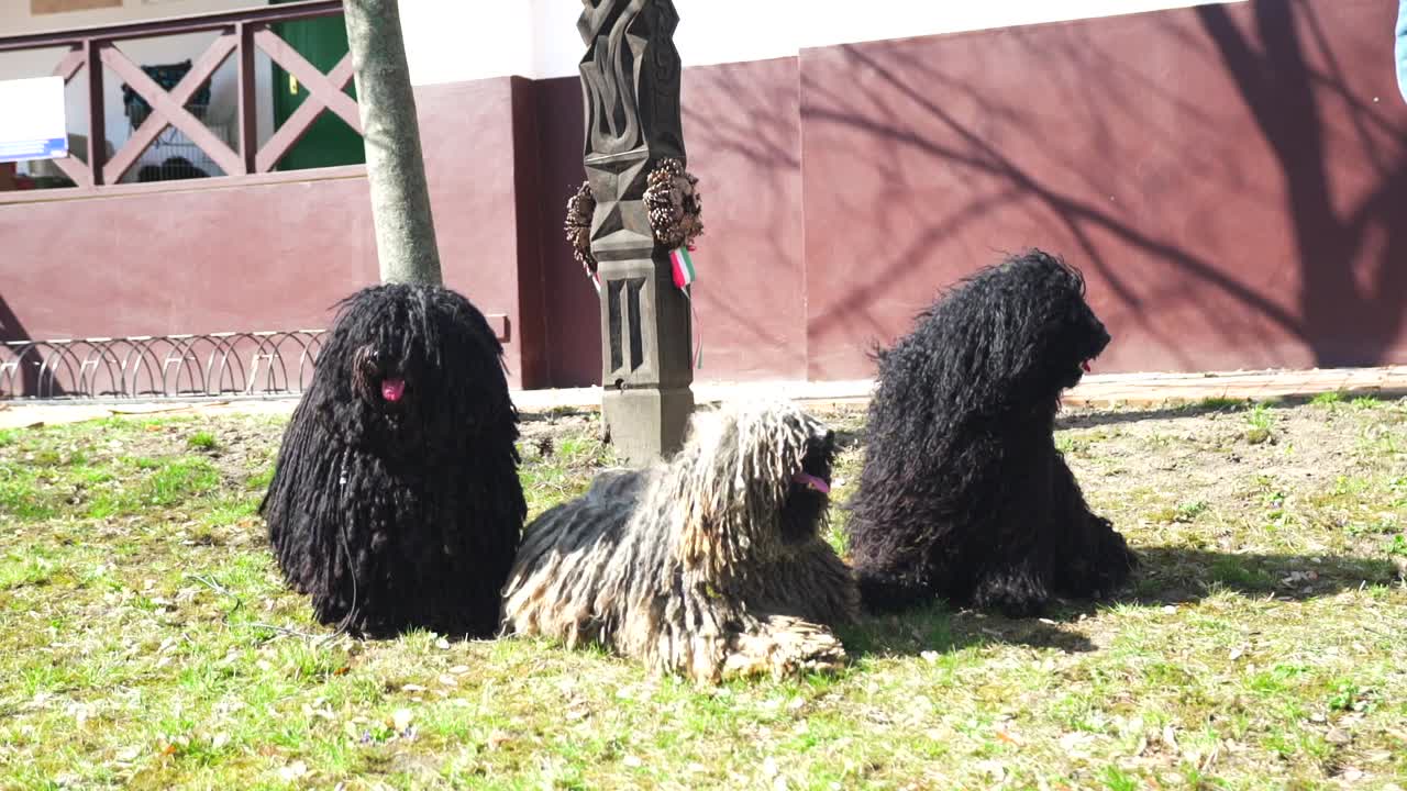 tres perros puli de pura raza sentados en un jardín y mirando alrededor en un día ventoso