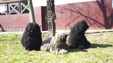 three purebred puli dogs sitting on a garden and looking around on a windy day