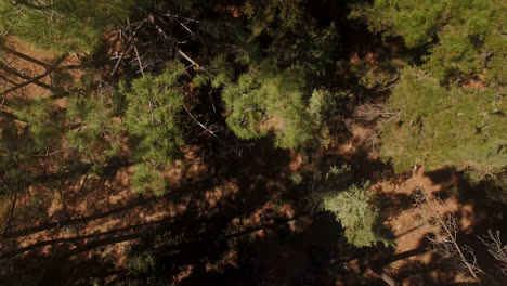 Beautiful-view-of-tree-and-forest