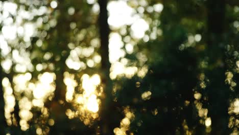 Defocused-of-trees-in-park