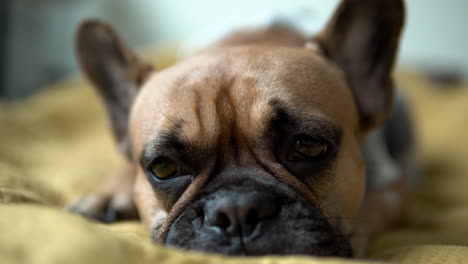 french bulldog blinking in drowsiness while lying down on couch, sleepy dog portrait