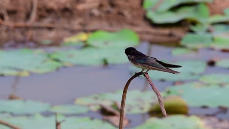 Un-Pequeño-Pájaro-De-Rápido-Movimiento-Que-Se-Encuentra-En-Casi-Todas-Partes-Del-Mundo,-La-Mayor-Parte-Del-Tiempo-Volando-Para-Atrapar-Algunos-Insectos-Pequeños