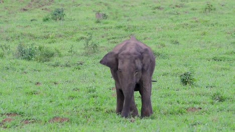 los elefantes asiáticos son especies en peligro de extinción y también son residentes de tailandia