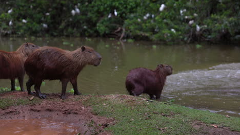 family of wild capybara jump into river water to cool down on hot summer day in brazil