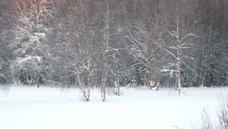 雪覆蓋的樹木在陽光照耀的冬季森林風景在暴風雪後,<unk>動中等放大射擊