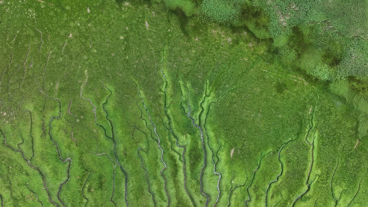 vista aérea de un pantano con intrincados canales de agua