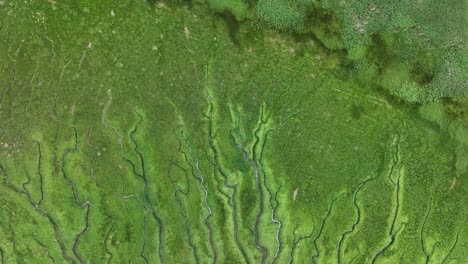 vista aérea de un pantano con intrincados canales de agua