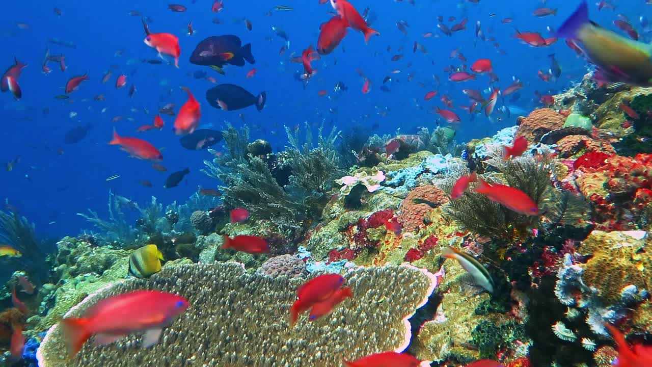 Abundant and colorful marine life at a healthy coral reef