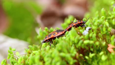 Feuerwanze,-Pyrrhocoris-Apterus,-Ist-Ein-Häufiges-Insekt-Aus-Der-Familie-Der-Pyrrhocoridae.