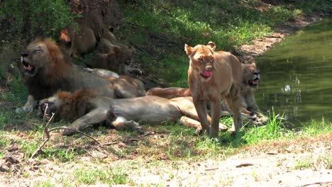 lion pride hide from hot african sun in tree shadow near water reservoir