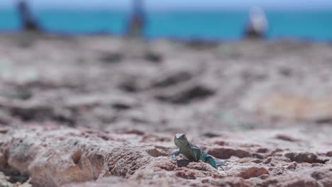 Green-and-black-lizard-walking-across-rocks-next-to-ocean-in-search-of-food