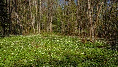 Blooming-spring-flowers-and-shadows-of-forest-on-sunny-day,-time-lapse