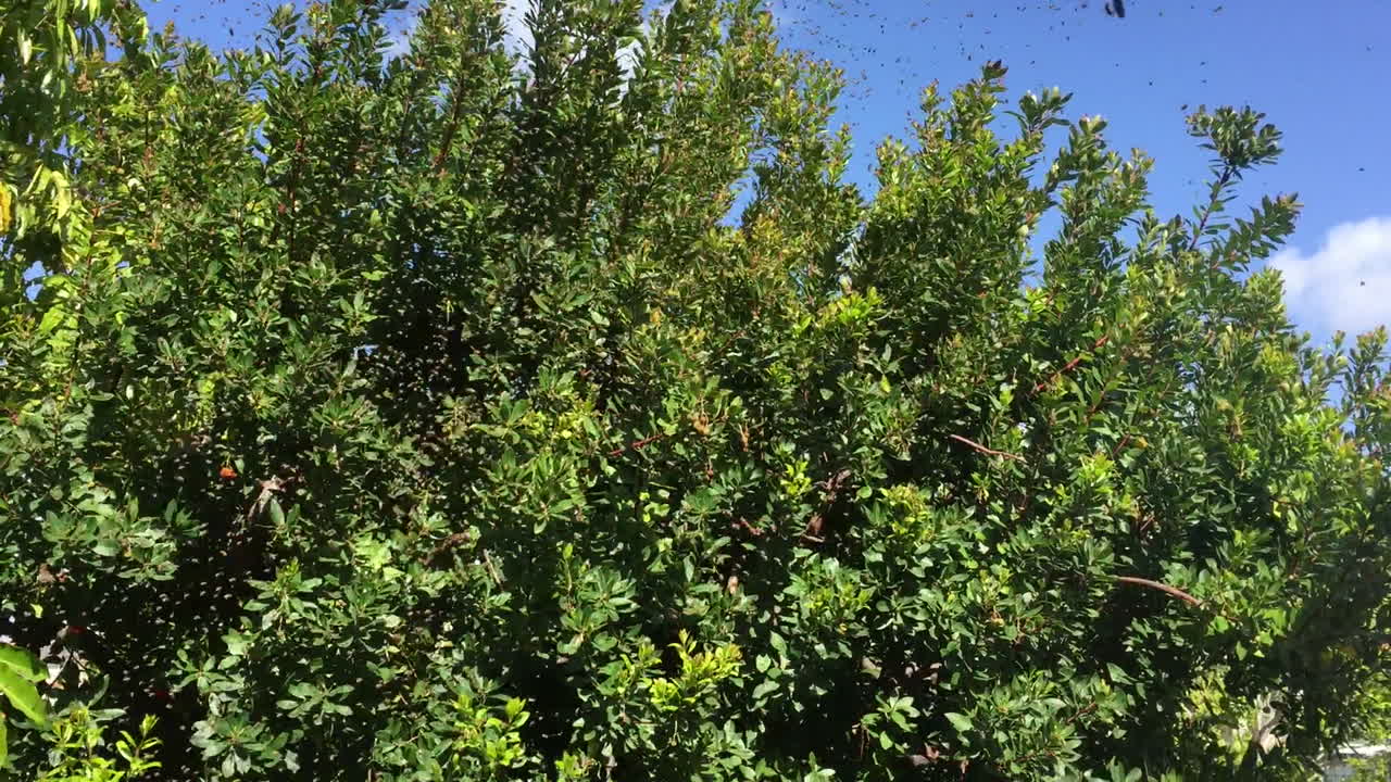 enjambre de abejas 2 volando alrededor de un árbol residencial, más pesado, hd