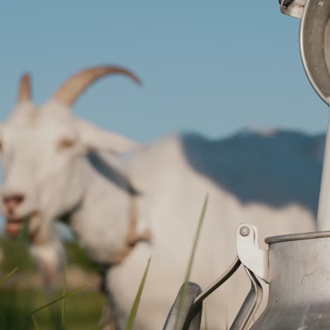 farmer pours goat's milk into can as goat grazes in the background 2