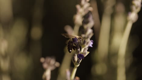 honey bee climbs on purple lavender flower in meadow, close up macro