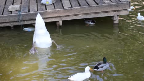 adult swan dipping the head underwater hunting food while swimming with other swans and ducks by the pond - medium shot