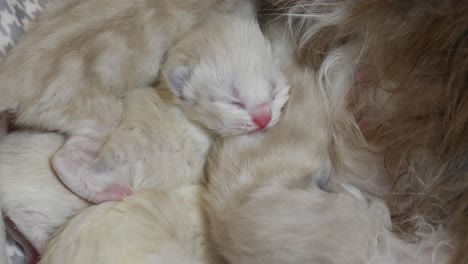 모유 를 먹는 네 마리 의 라그돌 새끼 고양이 형제 자매 의 새로 태어난 새끼