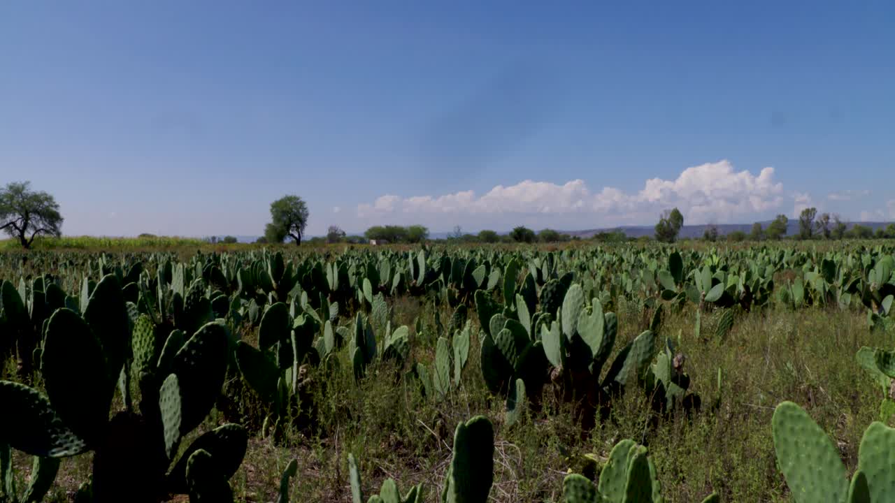 Vast Prickly Pear Cactus Field Under a Clear Blue Sky