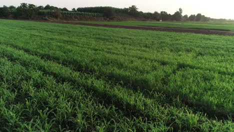 Toma-Aérea-De-Un-Campo-Verde-Junto-Al-Río-Nilo-De-Egipto-En-El-Cairo-Rodeado-Por-Las-Verdes-Tierras-Del-Valle-Del-Nilo-Junto-A-Giza-Y-El-Delta-Del-Norte-De-Egipto