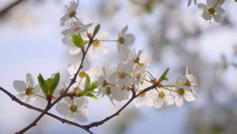 close-up-of-branches-covered-with-flowering-colors