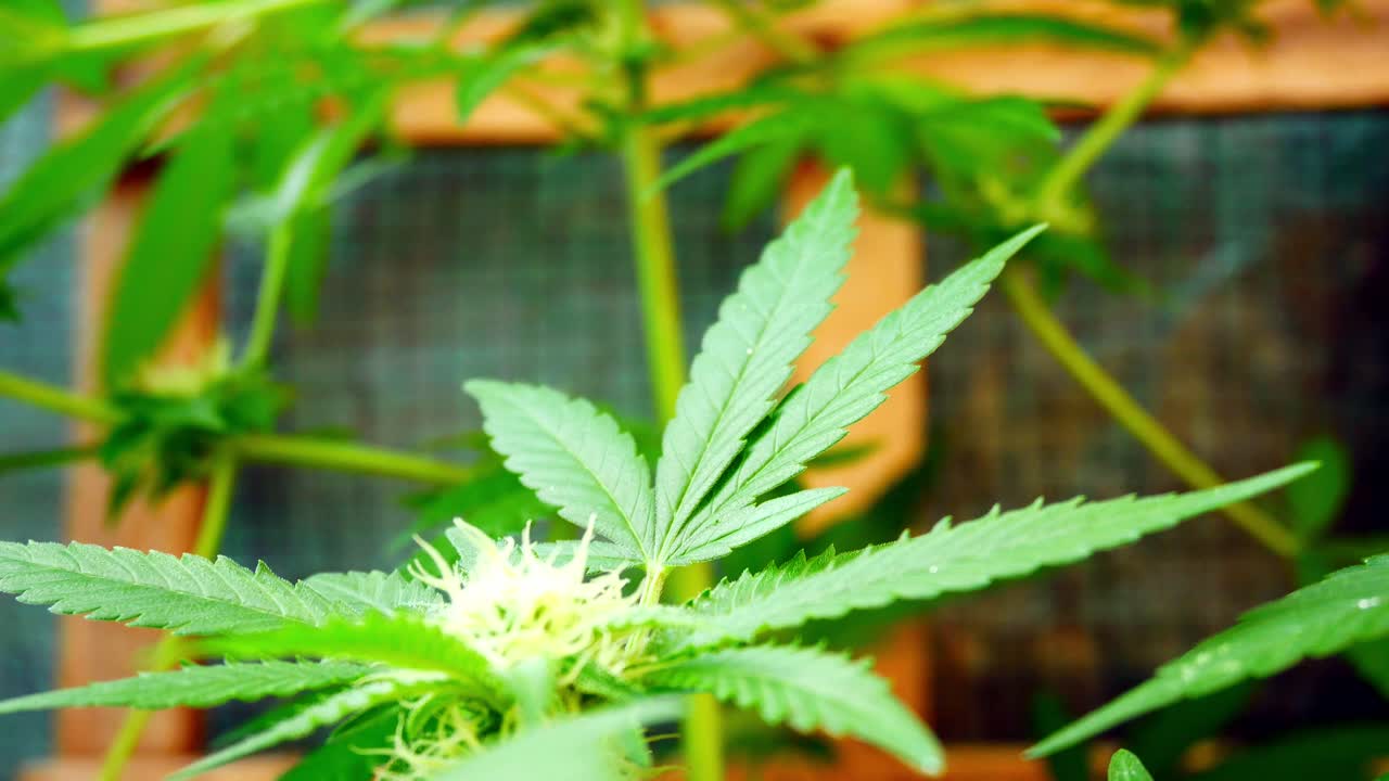 marihuana medicinal narcótica planta de cannabis invernadero interior ilegal hierba herbaria