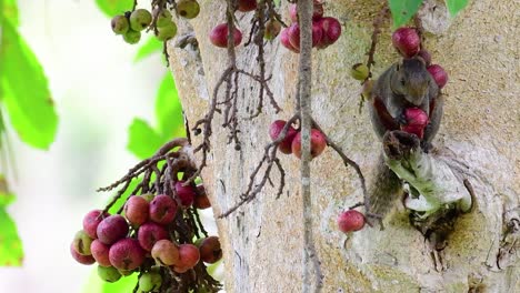 la ardilla de pallas o la ardilla arborícola de vientre rojo encontrada comiendo una fruta en una rama de un árbol fructífero, callosciurus erythraeus