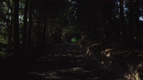 a glimpse through a beautiful forest road and sunlight