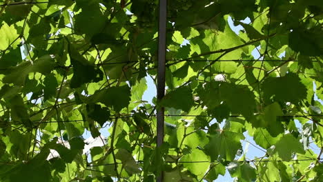 techo de planta de vid en el patio trasero