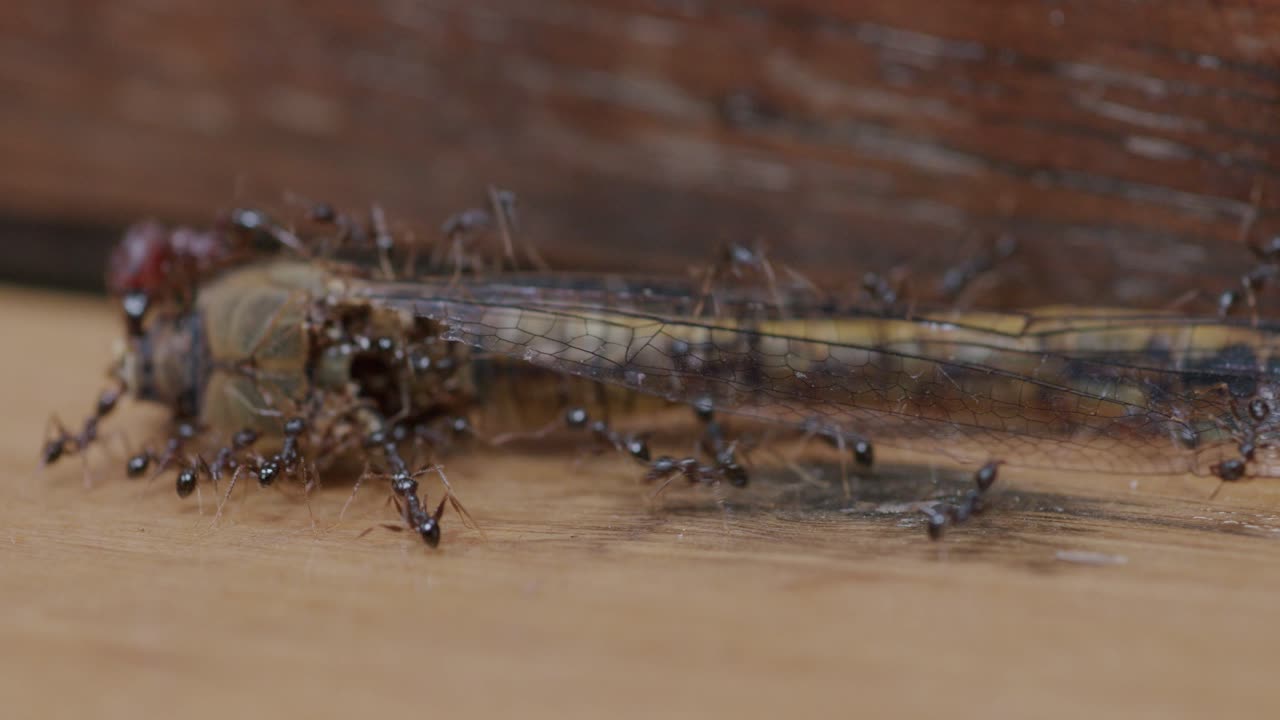 Close-up of ants (Formicidae) collectively moving the body of a dead dragonfly (Anisoptera) along a wooden plank, demonstrating insect cooperation and scavenging behavior