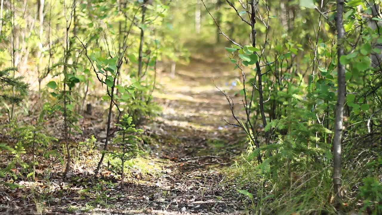 하이킹 트레일 경로는 숲 아래로 이어집니다.