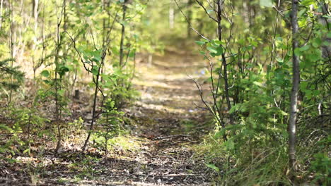 ruta de senderismo camino conduce al bosque