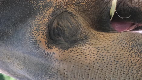 close-up of the face of an upset african elephant. animals in captivity. vertical video