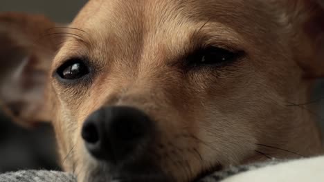 close of footage of cute deer head chihuahua curiously looking around