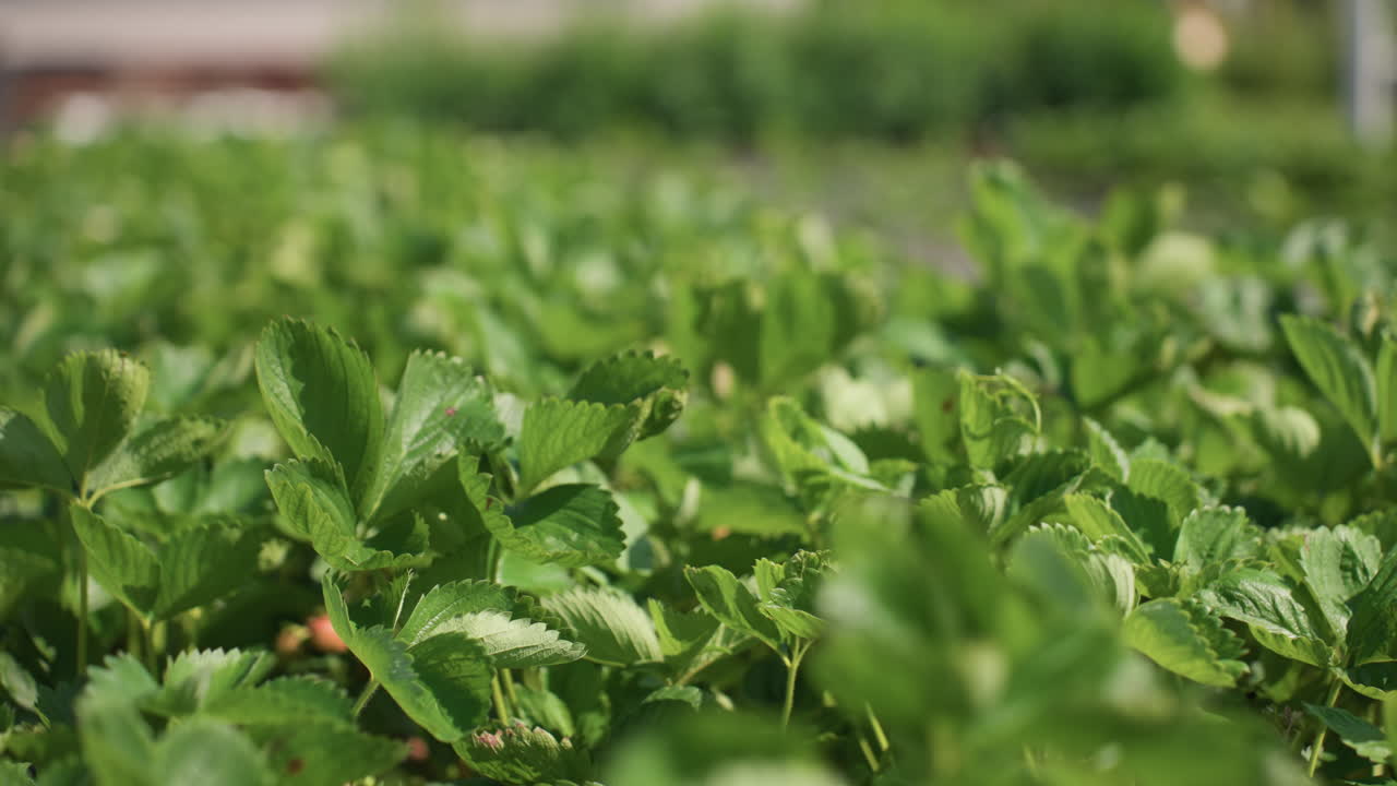 Close up of strawberry leaf swaying in wind with soft bokeh background, sunlight reflections on green texture, summer garden atmosphere, shallow depth showing motion and blur