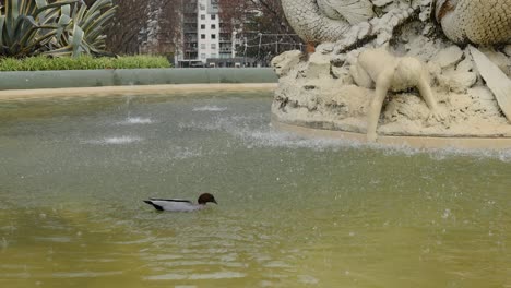 a duck swims in a city fountain