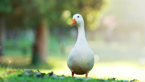 White-duck-in-the-park