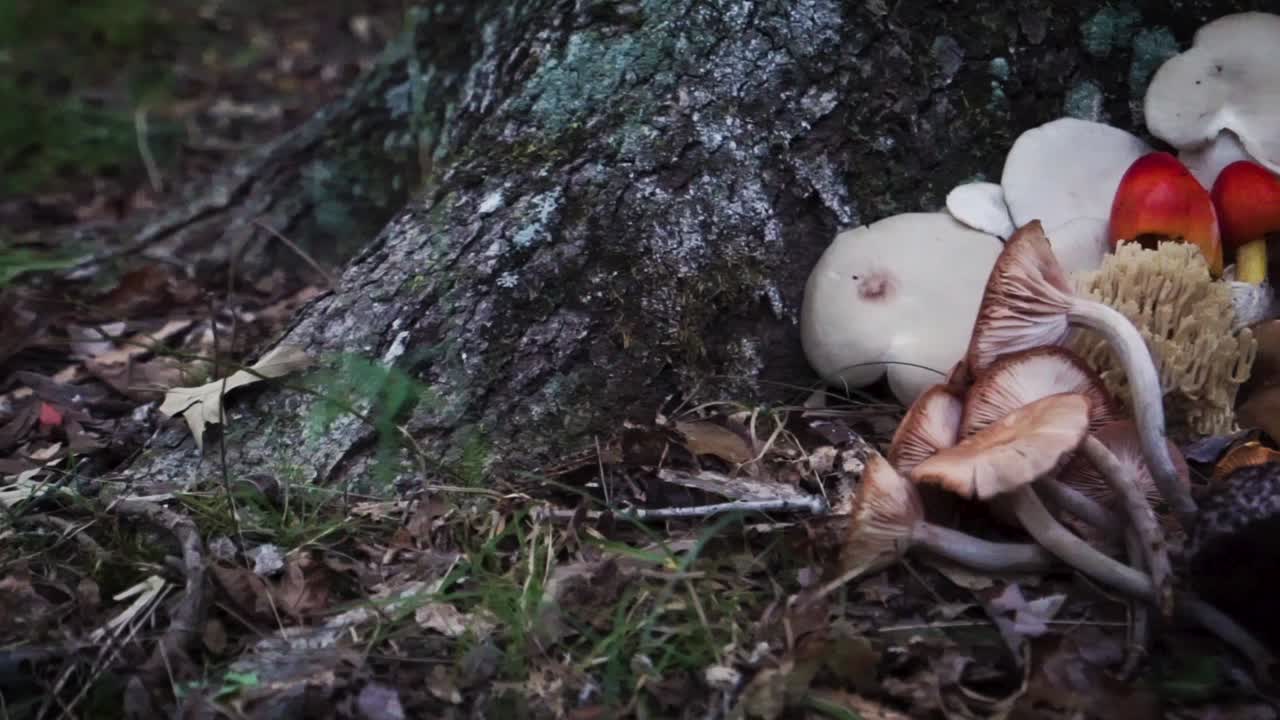 Assortment of wild foraged mushrooms from Tennessee