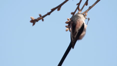 Teta-De-Cola-Larga-Colgando-De-Una-Rama-Que-Termina-Usando-Una-Pierna-Y-Comiendo-Comida-De-Garras-Contra-El-Cielo-Azul