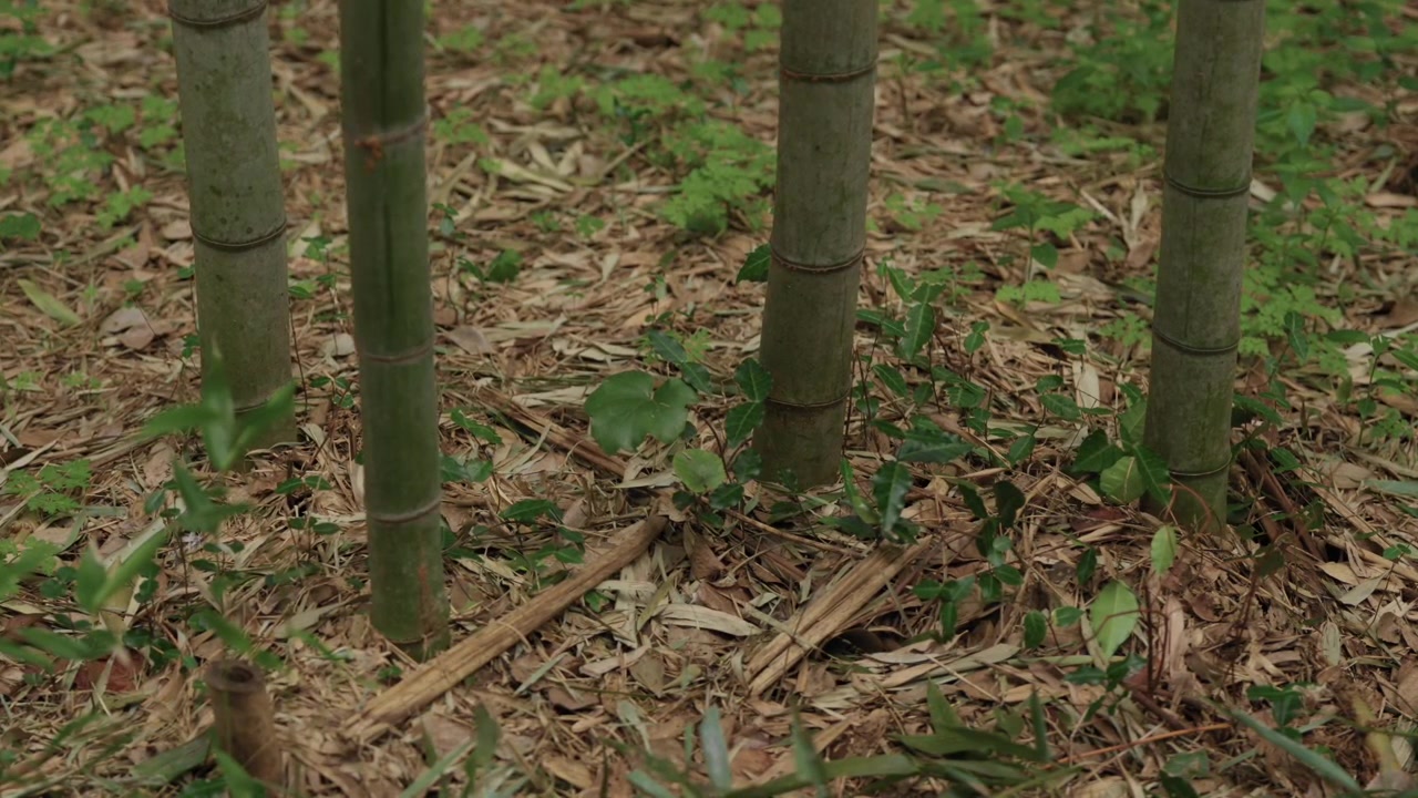 Cañas de bambú verdes brotando de un suelo cubierto de hojas en el bosque de Arashiyama, Kioto.