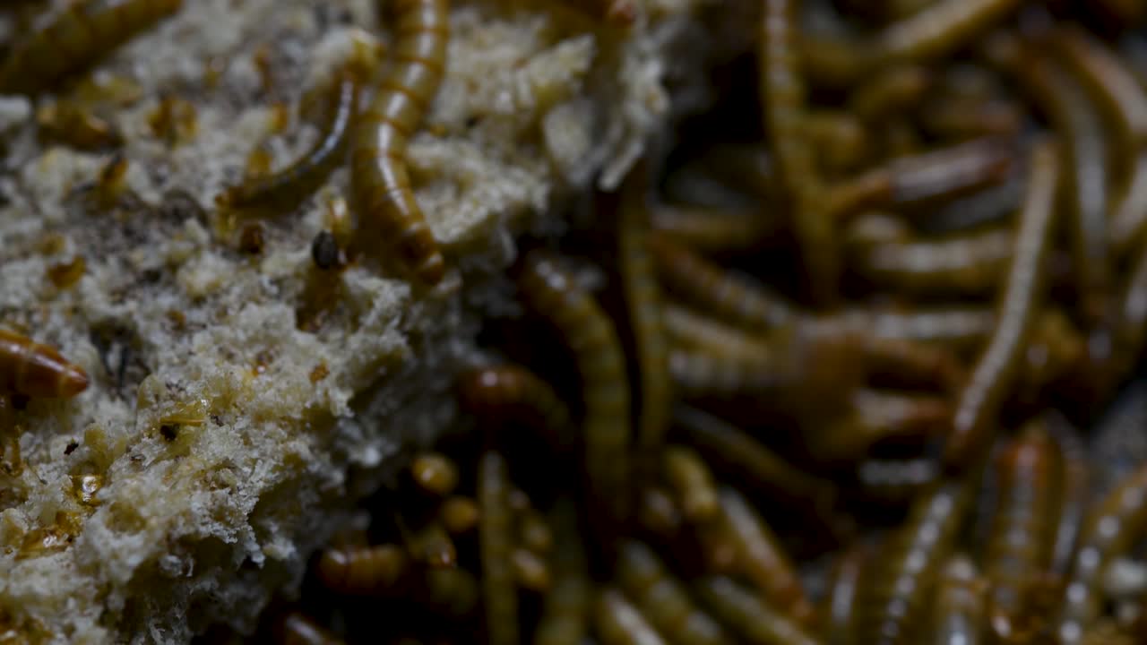 el gusano de la harina es una especie de escarabajo oscuro que se usa para alimentar mascotas como peces, serpientes, pájaros y ranas