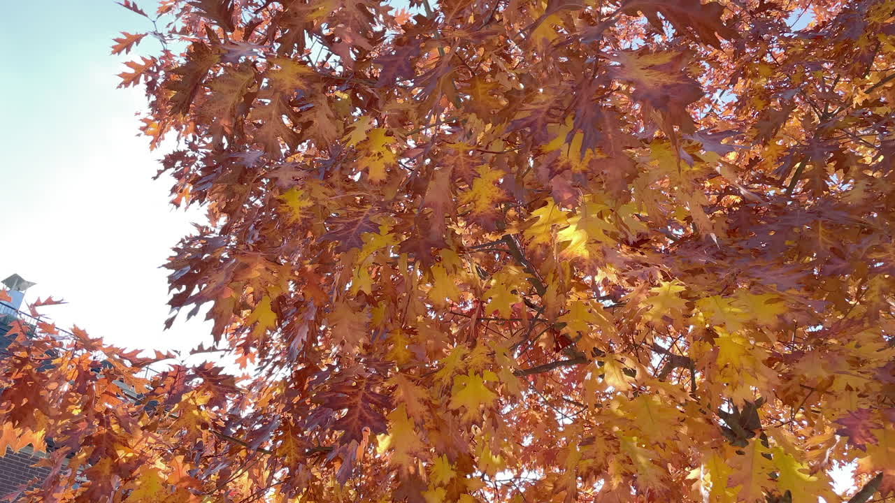 Fall leaves blowing in the wind on a tree