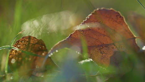 yellow dry leaf lying grass autumn day closeup. macro view fallen leaves outdoor